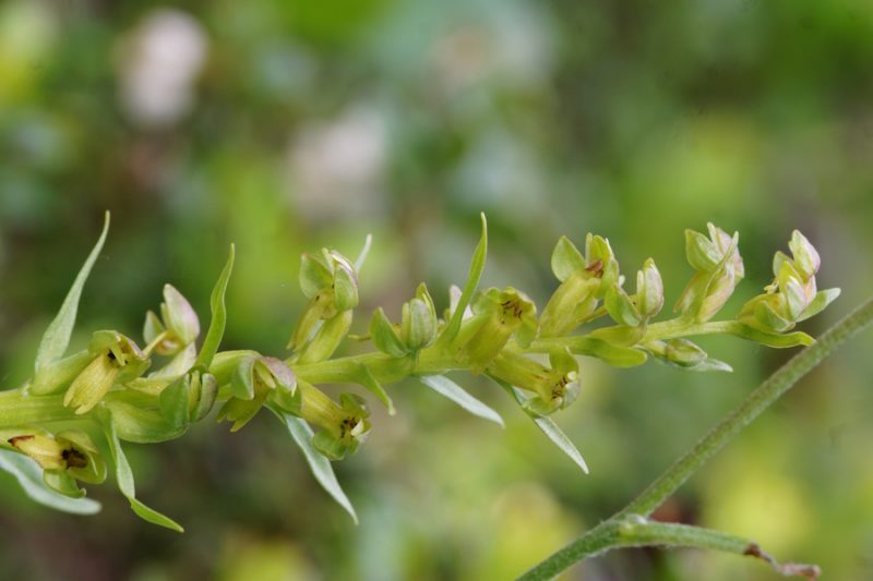 Zeleni volčji jezik (Coeloglossum viride), 2015-06-14 (Foto: Benjamin Zwittnig)