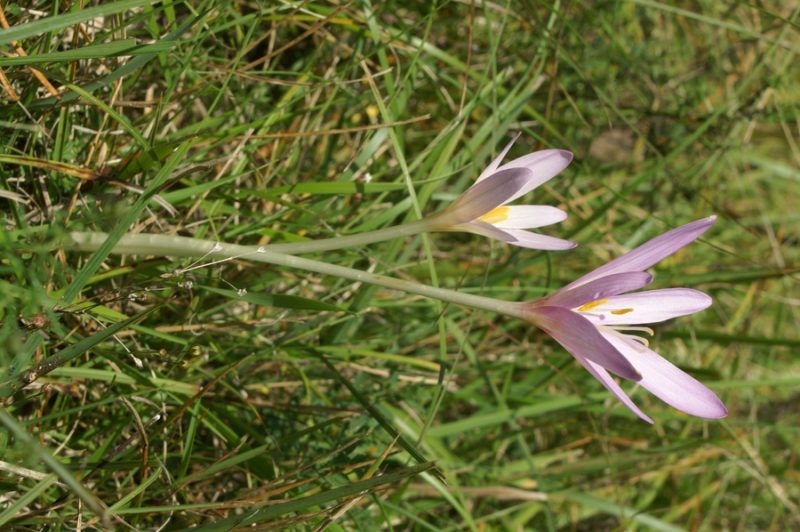 Jesenski podlesek (Colchicum autumnale), Pokojišče - Begunje, 2007-09-09 (Foto: Benjamin Zwittnig)