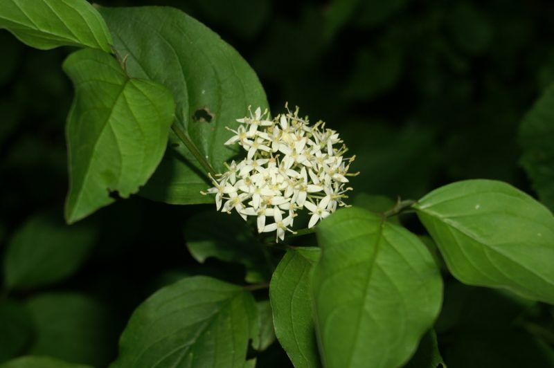 Rdeči dren (Cornus sanguinea), Setnica, 2008-06-01 (Foto: Benjamin Zwittnig)