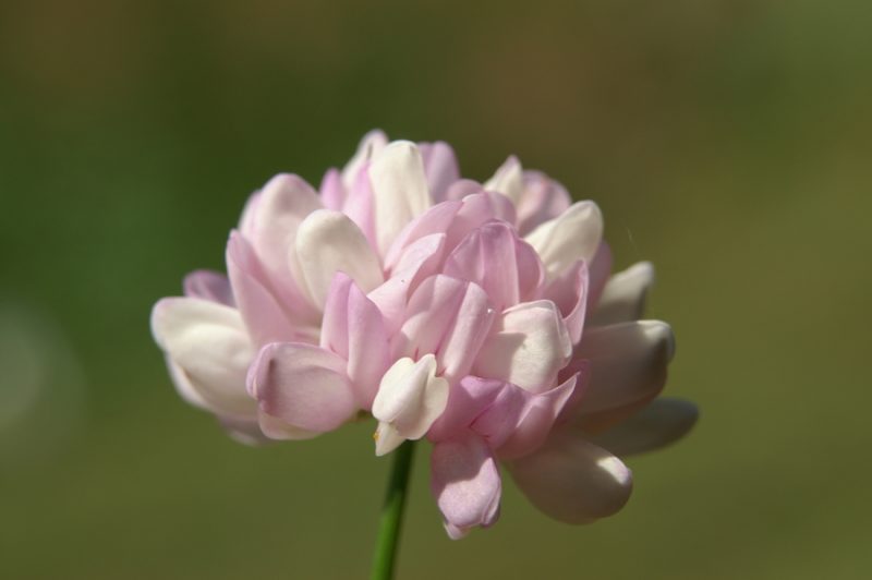 Pisana šmarna detelja (Coronilla varia), Podgozd (Žužemberk), 2008-07-05 (Foto: Benjamin Zwittnig)