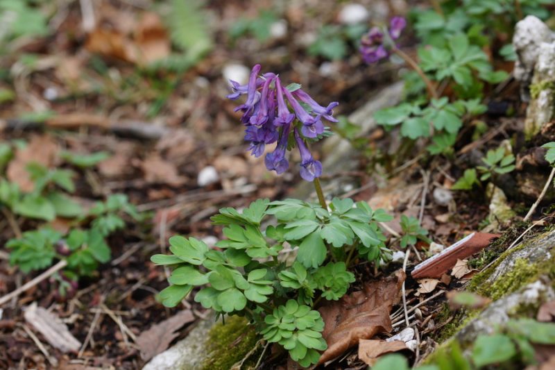 Črvsti petelinček (Corydalis solida), 2014-04-06 (Foto: Benjamin Zwittnig)