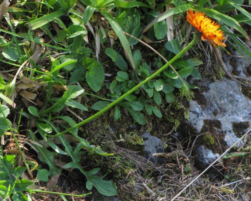 Zlati dimek (Crepis aurea), Vošca (Karavanke), 2011-07-12 (Foto: Boris Gaberšček)