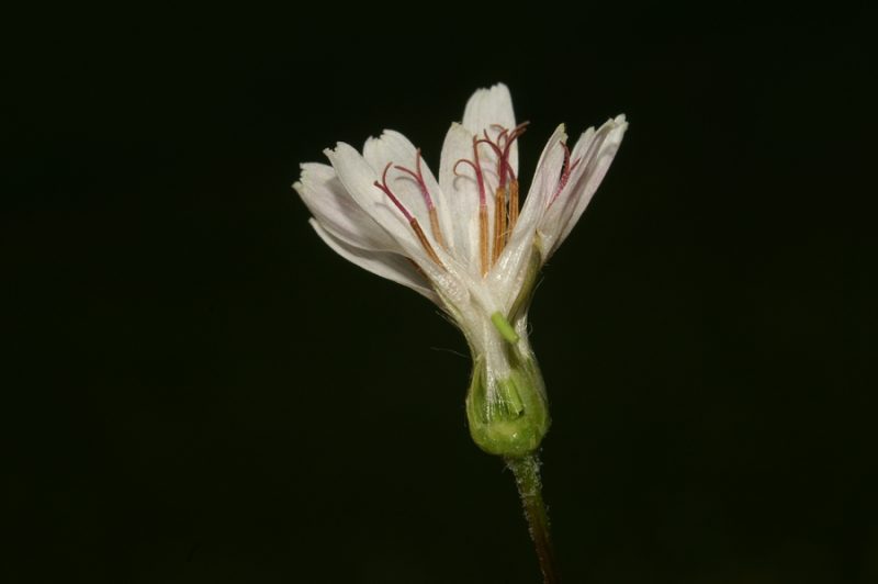 Mesnordeči dimek (Crepis slovenica), Polhograjska grmada, 2008-06-01 (Foto: Benjamin Zwittnig)