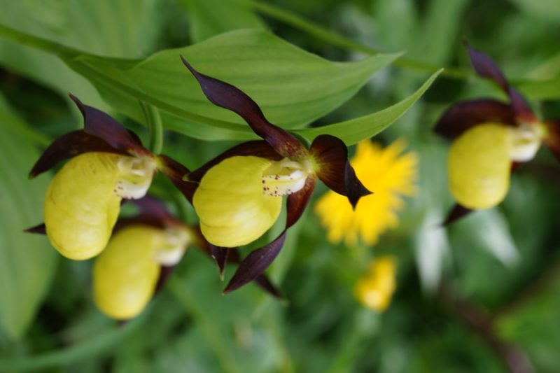 Lepi čeveljc (Cypripedium calceolus), 2015-06-13 (Foto: Benjamin Zwittnig)