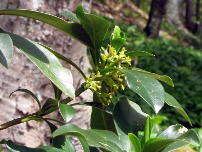 Lovorilistni volčin (Daphne laureola), J. pobočje Kompotele (Grintovci), 2013-04-26 (Foto: Boris Gaberšček)