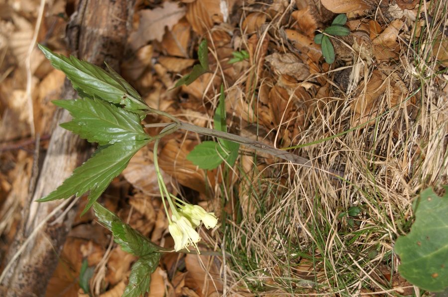 Deveterolistna konopnica (Cardamine enneaphyllos), Polhograjska Grmada, 2007-03-17 (Foto: Benjamin Zwittnig)