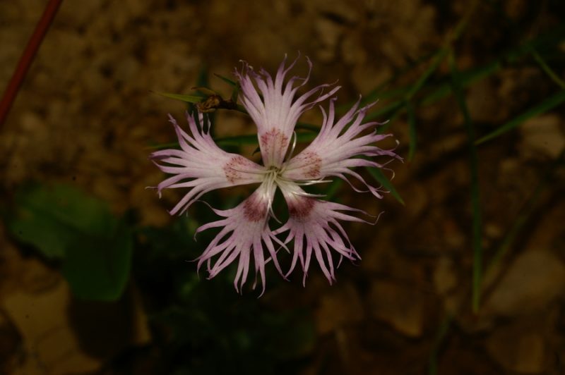 Montpellierski klinček (Dianthus monspessulanus), 2006-08-27 (Foto: Benjamin Zwittnig)