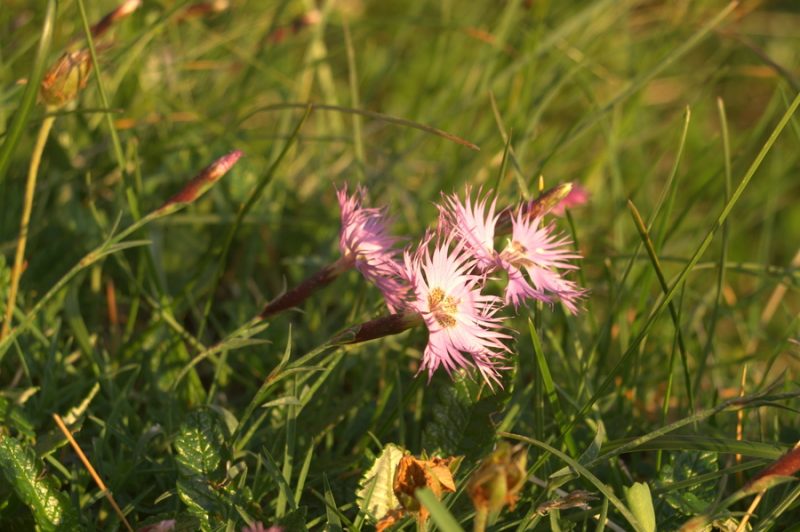 Sternbergov klinček (Dianthus sternbergii), 2007-07-08 (Foto: Benjamin Zwittnig)