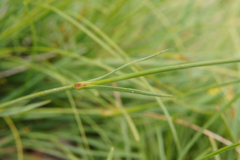 Divji klinček (Dianthus sylvestris), 2016-06-12 (Foto: Benjamin Zwittnig)