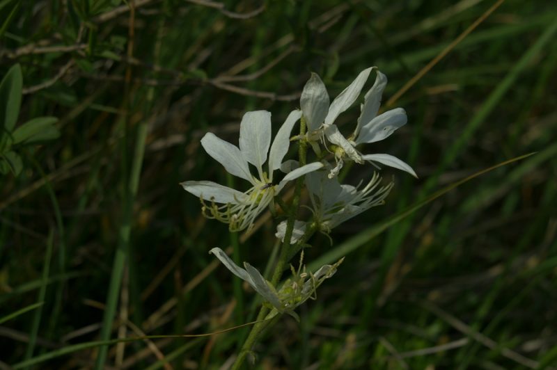 Navadni jesenček (Dictamnus albus), Trstelj, 2006-06-04 (Foto: Benjamin Zwittnig)