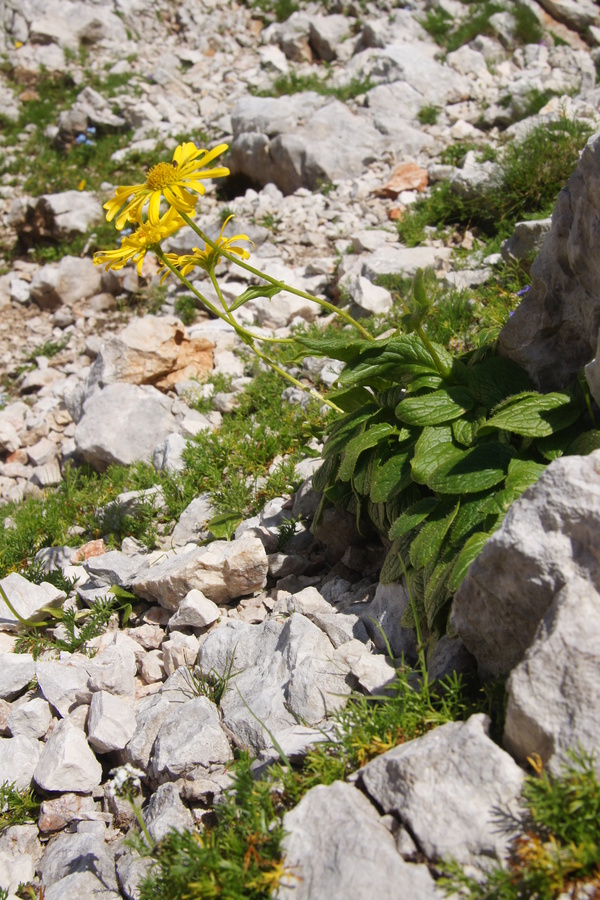 Ledeniški divjakovec (Doronicum glaciale), S. stena Grintavca, 2011-08-21 (Foto: Benjamin Zwittnig)