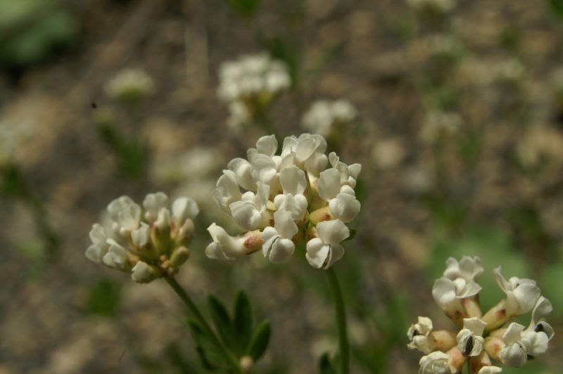 Mnogocvetna španska detelja (Dorycnium herbaceum), Selo, 2008-06-21 (Foto: Benjamin Zwittnig)