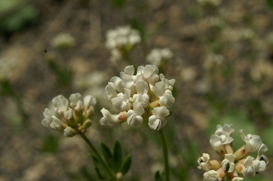 Mnogocvetna španska detelja (Dorycnium herbaceum), Selo, 2008-06-21 (Foto: Benjamin Zwittnig)