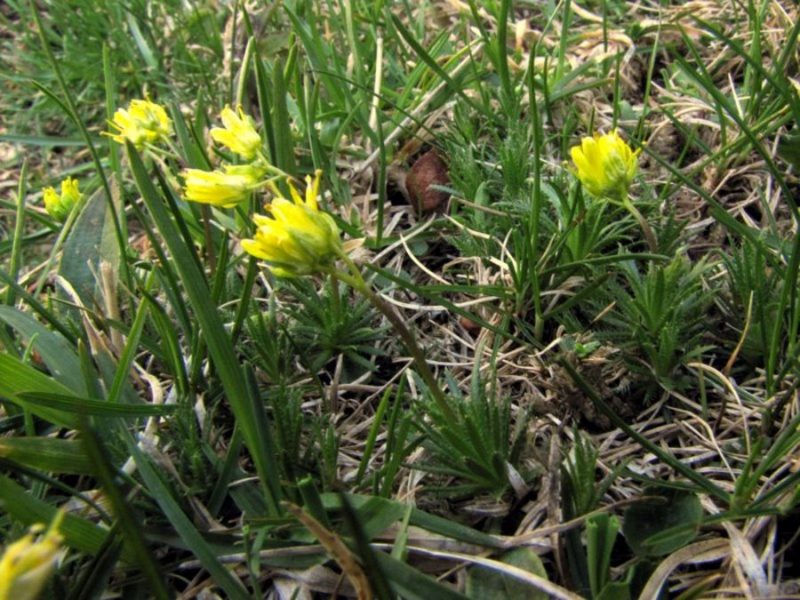 Vednozelena gladnica (Draba aizoides), Ratitovec, 2012-05-18 (Foto: Boris Gaberšček)