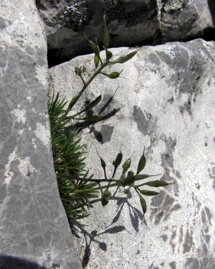 Vednozelena gladnica (Draba aizoides), Velika Planina, 2010-06-23 (Foto: Boris Gaberšček)