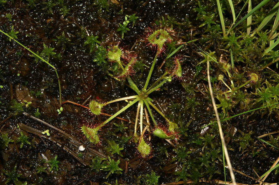 Okroglolistna rosika (Drosera rotundifolia), 2010-06-19 (Foto: Benjamin Zwittnig)