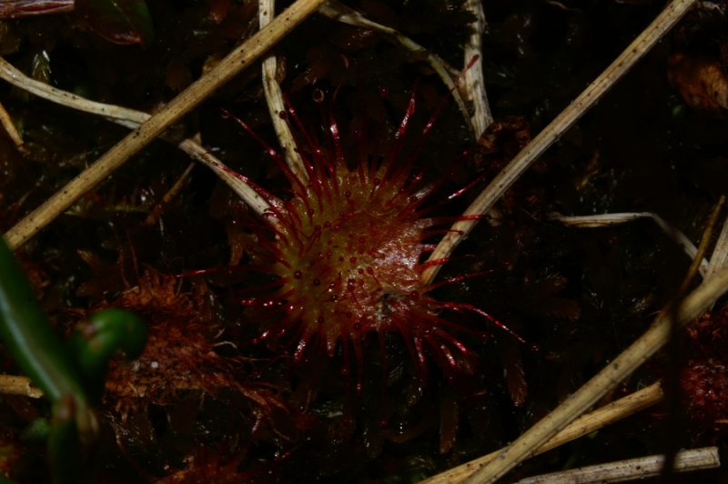 Okroglolistna rosika (Drosera rotundifolia), 2006-09-10 (Foto: Benjamin Zwittnig)