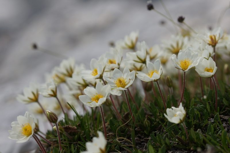 Alpska velesa (Dryas octopetala), Tičarica, 2018-06-09 (Foto: Benjamin Zwittnig)