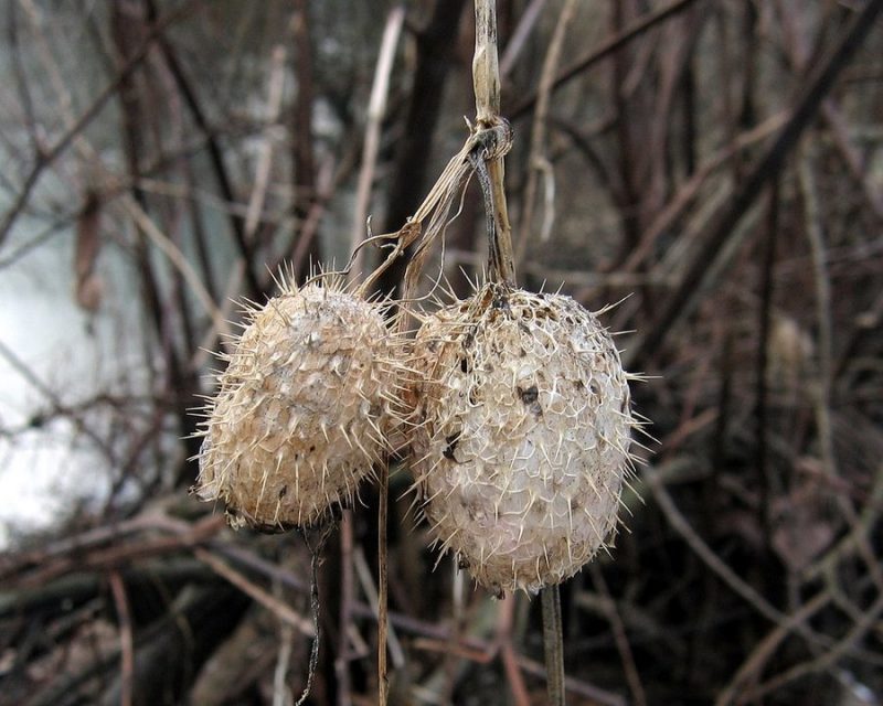 Oljna bu?ka (Echinocystis lobata), Ljubljana (ob Ljubljanici), 2010-12-28 (Foto: Boris Gaberšček)