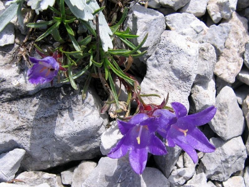 Travnolistna vrčica (Edraianthus graminifolius), 2009-07-14 (Foto: Boris Gaberšček)