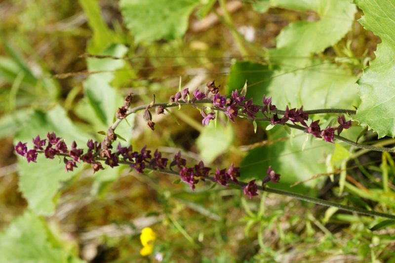 Temnordeča močvirnica (Epipactis atrorubens), 2015-06-25 (Foto: Benjamin Zwittnig)