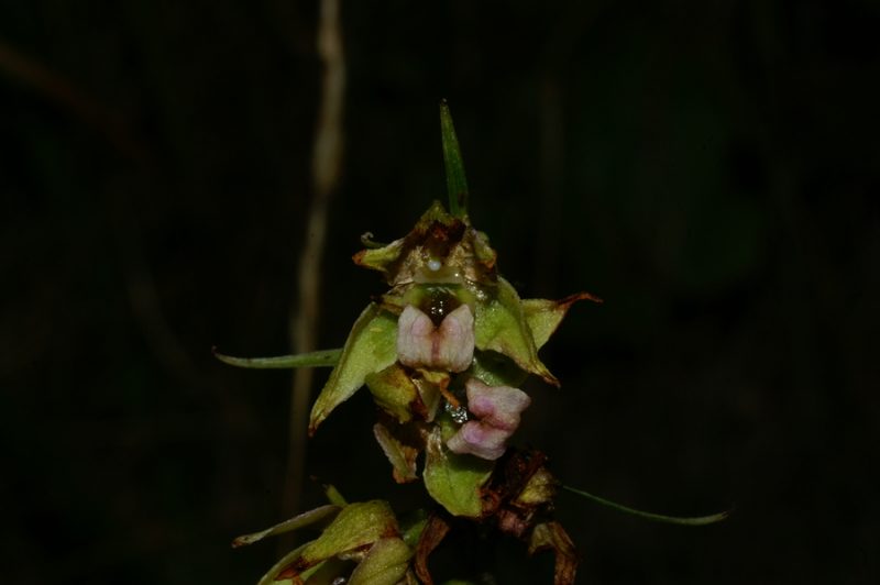 Širokolistna močvirnica (Epipactis helleborine), 2006-09-09 (Foto: Benjamin Zwittnig)