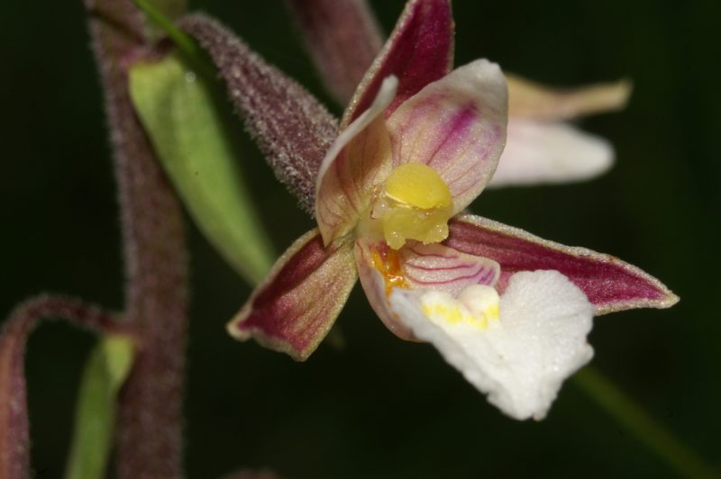 Navadna močvirnica (Epipactis palustris), 2007-06-17 (Foto: Benjamin Zwittnig)