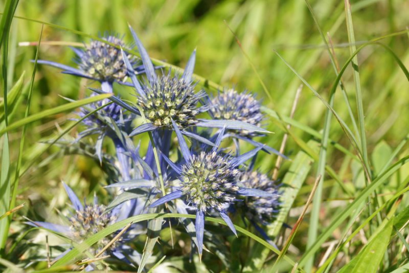 Ametistasta možina (Eryngium amethystinum), pod Vremščico, 2015-09-06 (Foto: Benjamin Zwittnig)