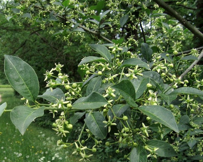 Navadna trdoleska (Euonymus europaea), Ljubljana, okolica, 2011-05-11 (Foto: Boris Gaberšček)