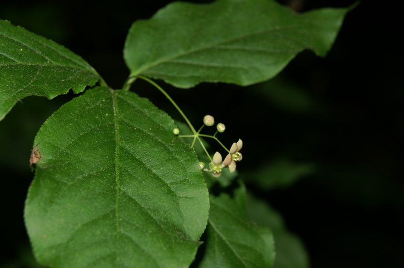 Širokolistna trdoleska (Euonymus latifolia), Toško Čelo, 2009-05-08 (Foto: Benjamin Zwittnig)