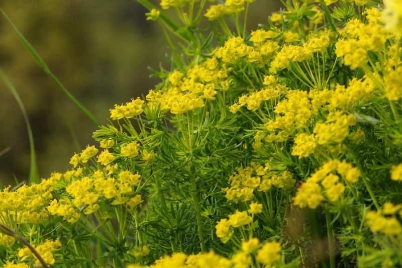 Cipresasti mleček (Euphorbia cyparissias), Katarina nad Lj., 2014-04-17 (Foto: Benjamin Zwittnig)