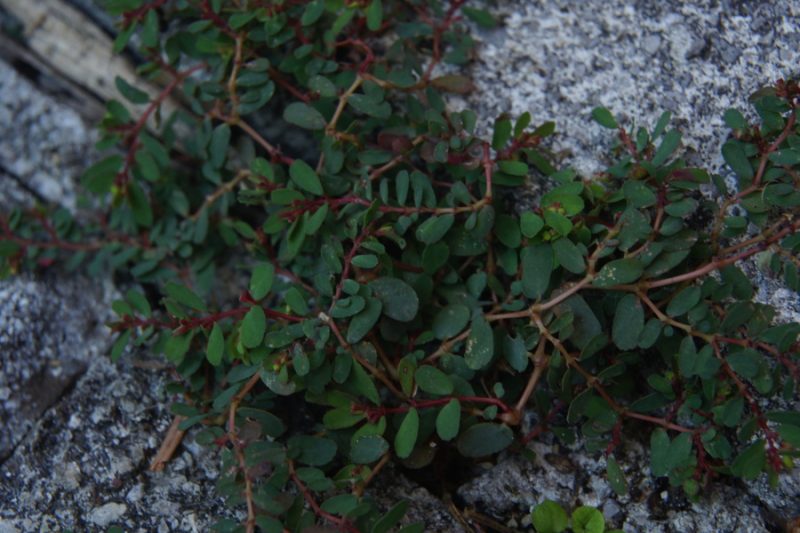 Polegli mleček (Euphorbia humifusa), Ljubljana, 2013-09-04 (Foto: Benjamin Zwittnig)