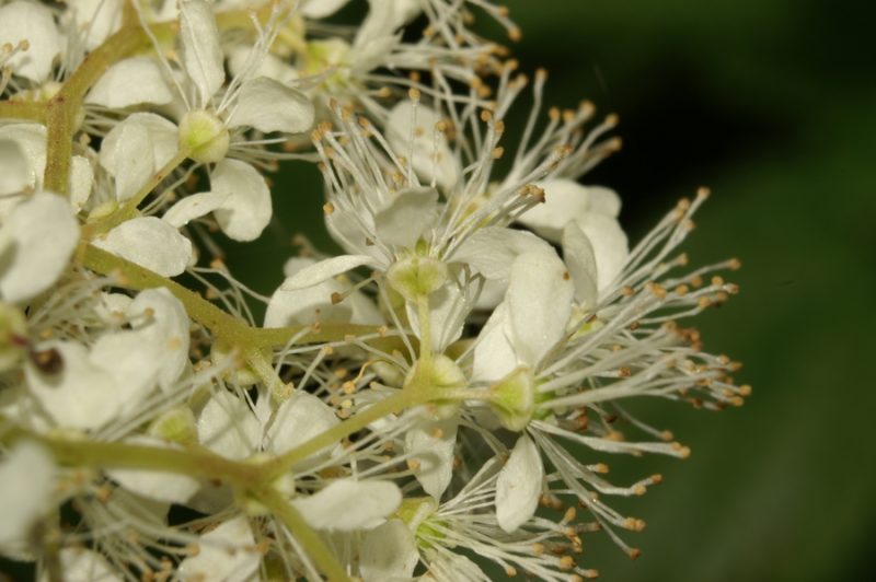 Brestovolistni oslad (Filipendula ulmaria), Ljubljansko barje, 2007-09-23 (Foto: Benjamin Zwittnig)