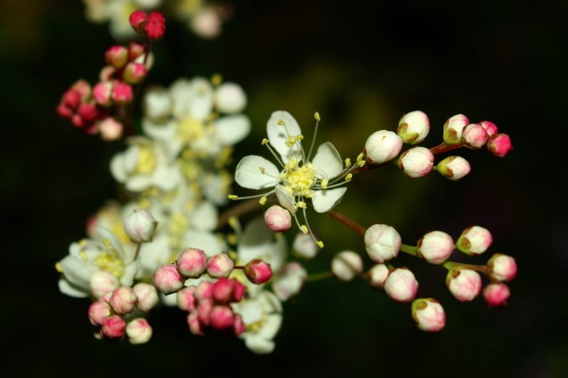 Navadni oslad (Filipendula vulgaris), Krim, 2006-06-03 (Foto: Benjamin Zwittnig)