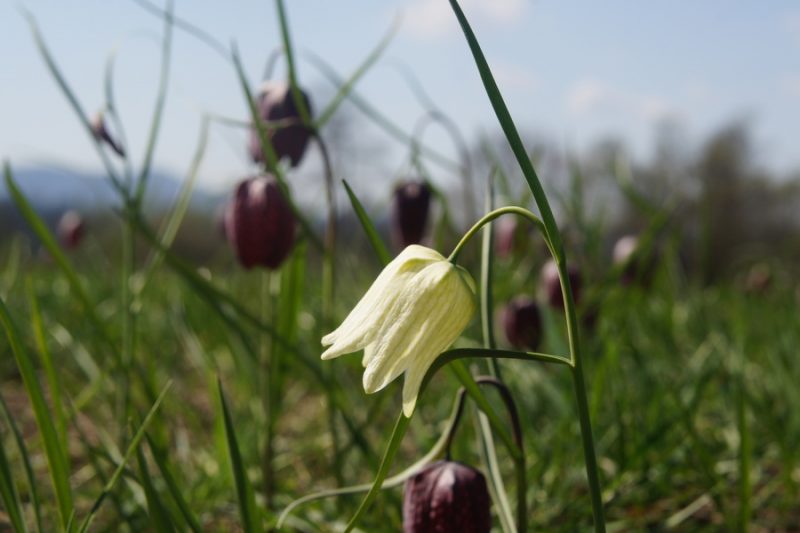 Močvirski tulipan, logarica (Fritillaria meleagris), 2011-04-03 (Foto: Benjamin Zwittnig)