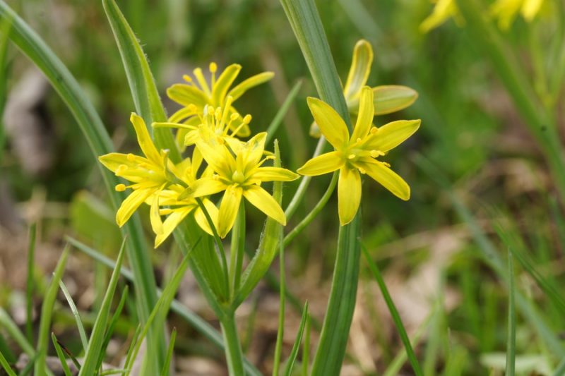 Rumena pasja čebulica (Gagea lutea), Butajnova, 2016-04-03 (Foto: Benjamin Zwittnig)