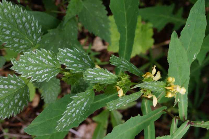 Srebrna rumenka (Galeobdolon argentatum), Jermanca, 2015-06-06 (Foto: Benjamin Zwittnig)