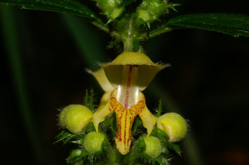 Gorska rumenka (Galeobdolon montanum), Mokrica, 2006-06-23 (Foto: Benjamin Zwittnig)