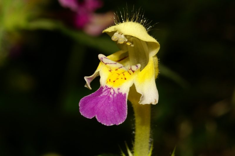 Pisani zebrat (Galeopsis speciosa), Limbarska gora, 2006-08-20 (Foto: Benjamin Zwittnig)