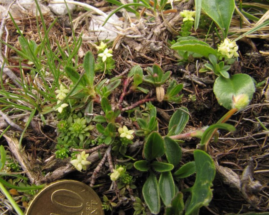 Noriška lakota (Galium noricum), Planjavske zelenice (Kamniške Alpe), 2011-06-26 (Foto: Boris Gaberšček)