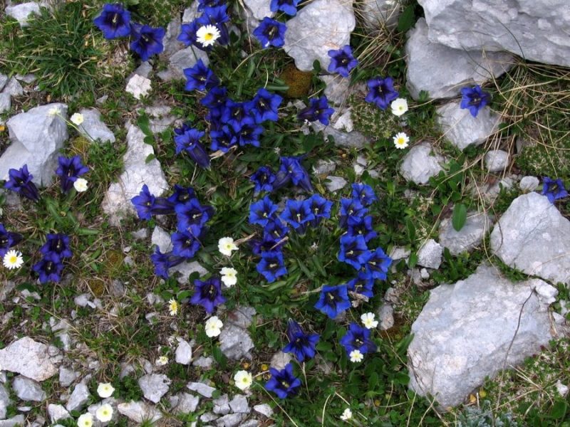 Clusijev svišč (Gentiana clusii), 2009-07-22 (Foto: Boris Gaberšček)