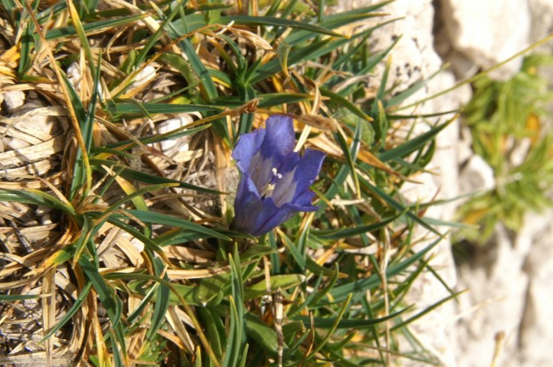 Froelichov svišč (Gentiana froelichii ssp. froelichii), 2009-09-23 (Foto: Benjamin Zwittnig)