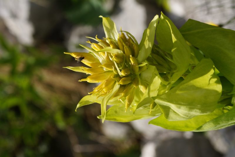 Vardjanov košutnik, Vardjanov rumeni svišč (Gentiana lutea ssp. vardjanii), 2015-06-13 (Foto: Benjamin Zwittnig)