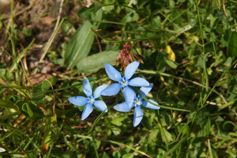 Snežni svišč (Gentiana nivalis), planina Leskovca - Krn, 2010-07-19 (Foto: Benjamin Zwittnig)