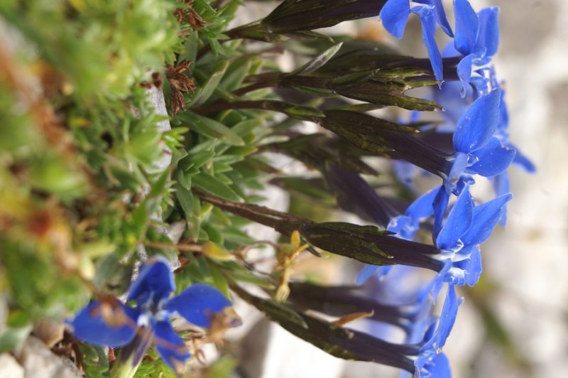 Nizki svišč (Gentiana pumila), Jalovec, 2007-08-25 (Foto: Benjamin Zwittnig)