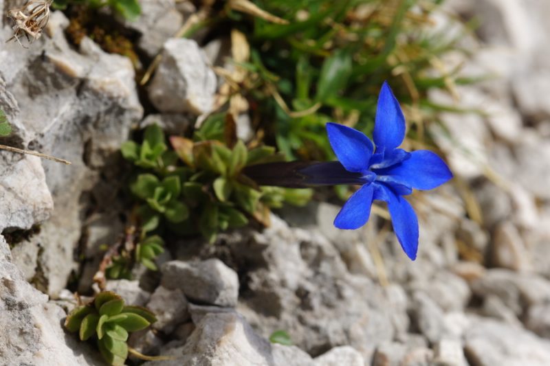 Triglavski svišč (Gentiana terglouensis), Gulce, 2016-07-23 (Foto: Benjamin Zwittnig)