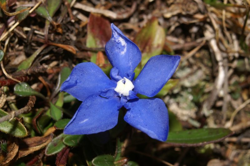 Pomladanski svišč (Gentiana verna), Veliki vrh, 2006-11-01 (Foto: Benjamin Zwittnig)