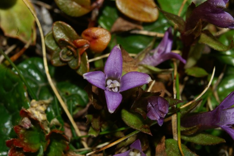 Nemški sviščevec (Gentianella germanica), Brinje, 2006-10-12 (Foto: Benjamin Zwittnig)