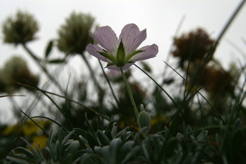 Srebrna krvomočnica (Geranium argenteum), Črna prst II, 2010-07-03 (Foto: Benjamin Zwittnig)