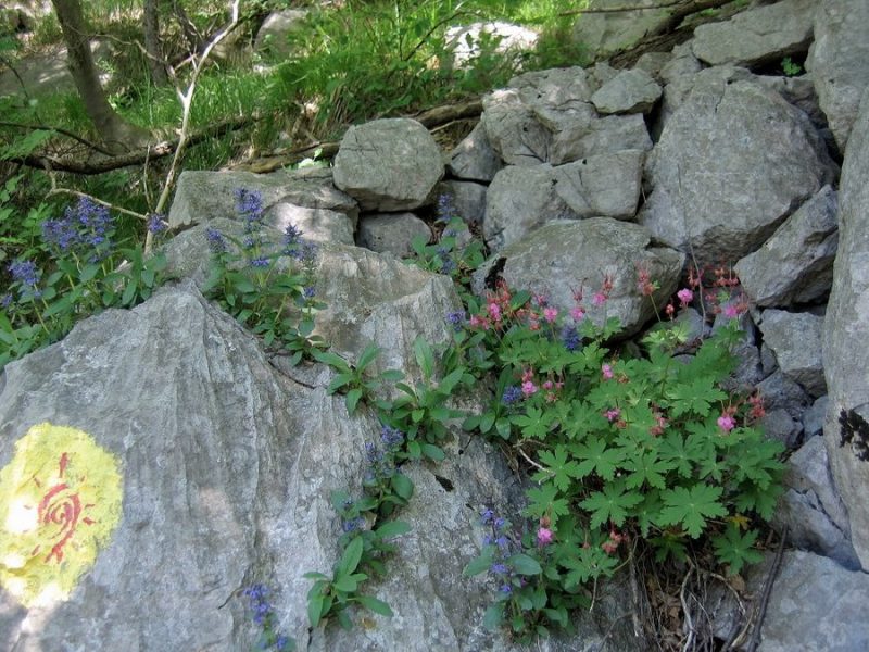 Korenikasta krvomočnica (Geranium macrorrhizum), Južno pobočje Gore nad Ajdovščino, 2010-05-26 (Foto: Boris Gaberšček)